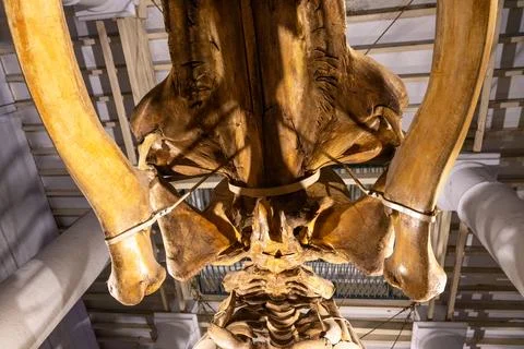 A large skeleton is suspended from the ceiling. in Chennai Photos