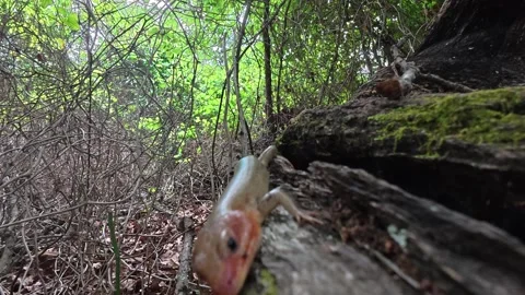 Large Skink Lizard Moving Across Log in Oklahoma Woods Stock Footage 334979650