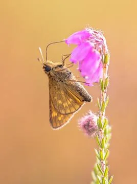 Large Skipper Butterfly drinking nectar of Erica Flower Stock Photos