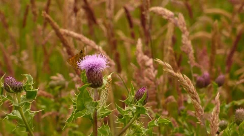 Large Skipper Butterfly Feeding 動画素材 39857096
