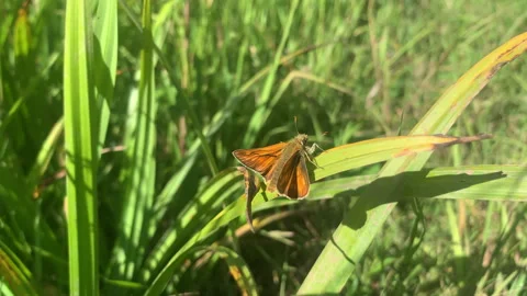 Large skipper butterfly on flower close up UK 4K Stockbeeldmateriaal 278124868