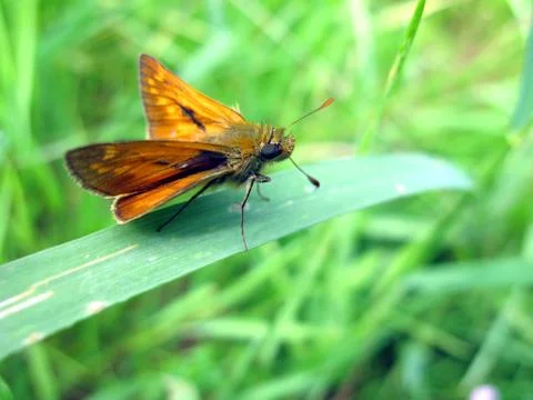 Large skipper butterfly on leaf Stock Photos
