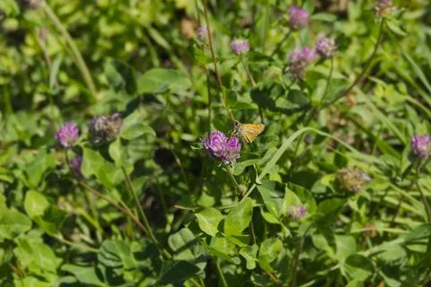 Large Skipper butterfly (Ochlodes sylvanus) perched on pink flower in Zurich Stock Photos