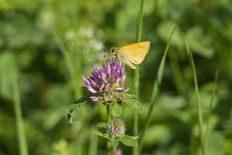 Large Skipper butterfly (Ochlodes sylvanus) perched on pink flower in Zurich Stock Photos