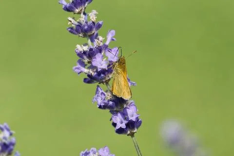 Large Skipper butterfly (Ochlodes sylvanus) perched on lavender plant in Zurich Stock Photos