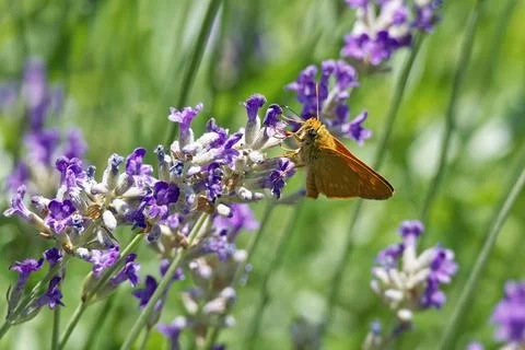 Large Skipper butterfly (Ochlodes sylvanus) perched on lavender in Zurich Stock Photos