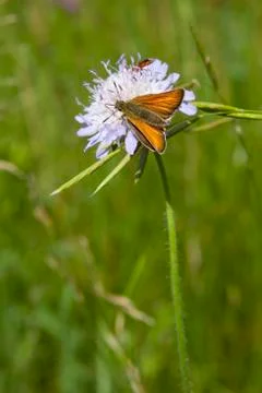 Large skipper butterfly Stock Photos