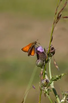 Large skipper butterfly on a thistle Stock Photos