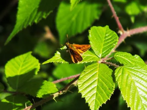 Large Skipper on a Leaf Stock Photos