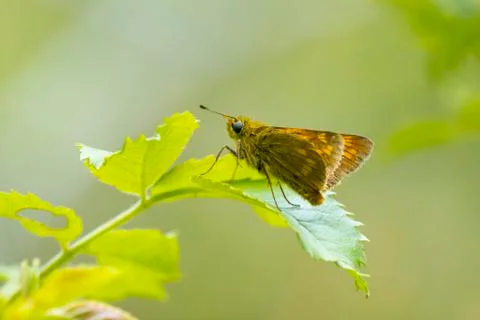 Large skipper Ochlodes sylvanus butterfly resting Stock Photos