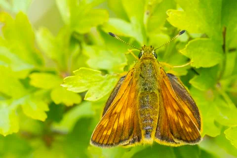 Large skipper Ochlodes sylvanus butterfly resting Stock Photos