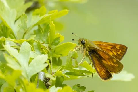 Large skipper Ochlodes sylvanus butterfly resting Stock Photos