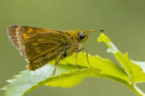 Large skipper Ochlodes sylvanus butterfly resting Stock Photos