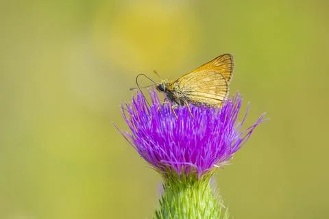 Large skipper Ochlodes sylvanus butterfly pollinating Stock Photos