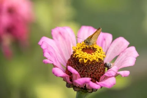 Large skipper (Ochlodes sylvanus) butterfly feeding on a Zinnia elegans JacQ. Stock Photos
