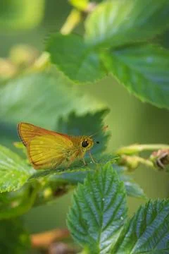 Large skipper Ochlodes sylvanus butterfly feeding Stock Photos