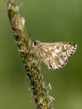 The large skipper (Ochlodes sylvanus) nettle flowers. Stock Photos