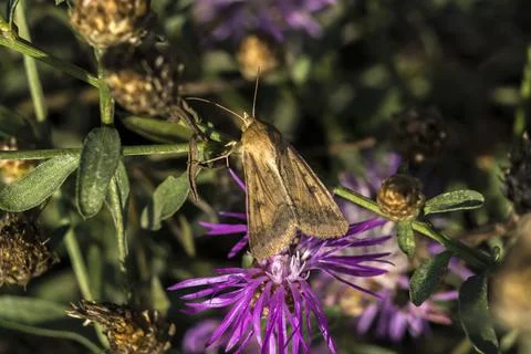 The large skipper (Ochlodes sylvanus) nettle flowers. Stock Photos