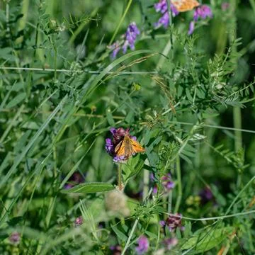 Large Skipper on a violet flower Stock Photos