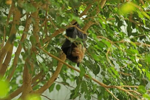 Large sleeping bat on a tree Foto stock