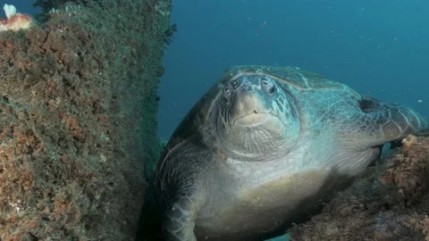 A large sleepy turtle finds a resting spot to sleep in between to Stock Footage 153261955