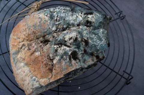 Large slice of white bread with mold. A large amount of mold covering food in Stock Photos