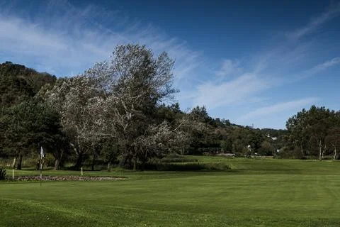 Large sliver tree on golf course with green and flag Stock Photos