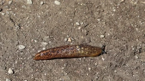 A large slug crawls along the asphalt, close-up. Large snail without shell. Stock Footage 214939673