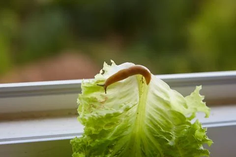 Large slug on green leaf on window background, slug on green leaf Stock Photos