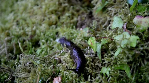 Large slug moving over the moss. 스톡 동영상 48944374