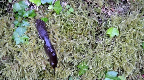 Large slug moving over the moss. Time lapse. Stock Footage 48944742