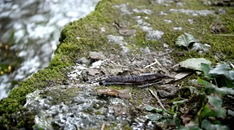Large slug moving over the moss. Time lapse. Video stock 48944978