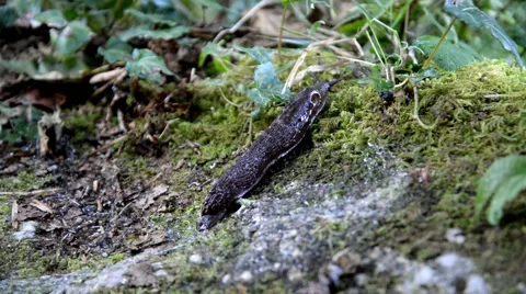 Large slug moving over the moss. 스톡 동영상 48945047