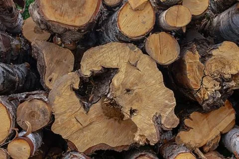 Large small birch log fell end year rings pattern eco rustic close-up row Stock Photos