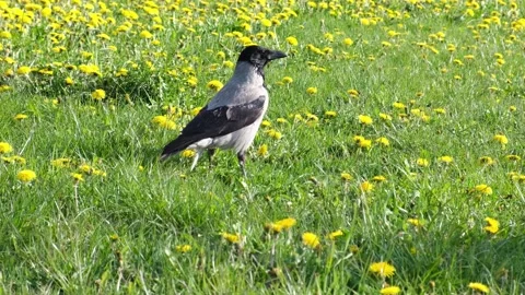 A large smart gray crow walks through a green meadow with dandelions. Stock Footage 240657005