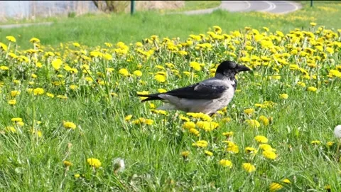 A large smart gray crow walks through a green meadow with dandelions. Stock Footage 241398315