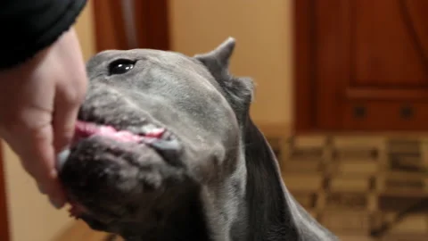 A large smooth-haired dog eats food from the owner's hand. Friendship between Stock Footage 236457655
