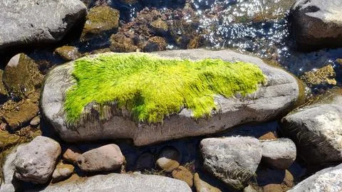Large smooth rock partially covered with bright green moss in a shallow strea Stock Photos