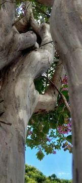 Large, smooth trunks sprouting pink flowers Stock Photos