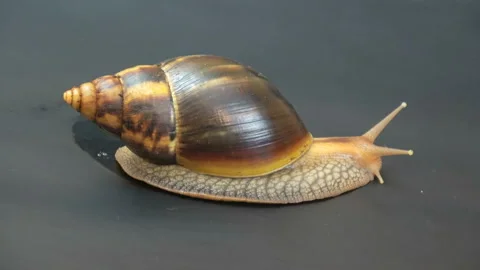A large snail Achatina Stock Footage 92813318