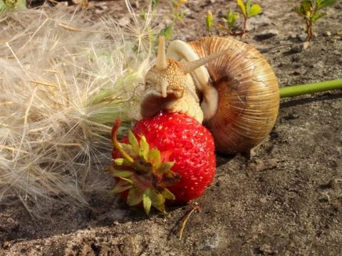 A large snail amongst the dandelion eats strawberries. Stock Photos
