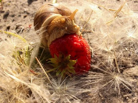 A large snail amongst the dandelion eats strawberries. Stock Photos