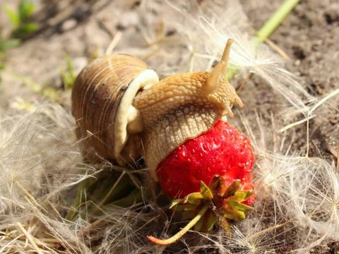 A large snail amongst the dandelion eats strawberries. Stock Photos