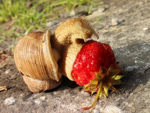 A large snail amongst the dandelion eats strawberries. Stock Photos
