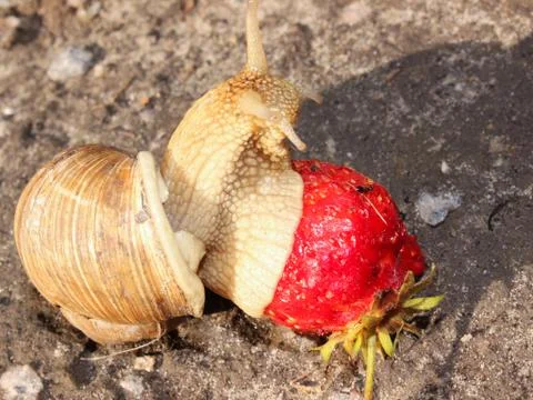 A large snail amongst the dandelion eats strawberries. Stock Photos