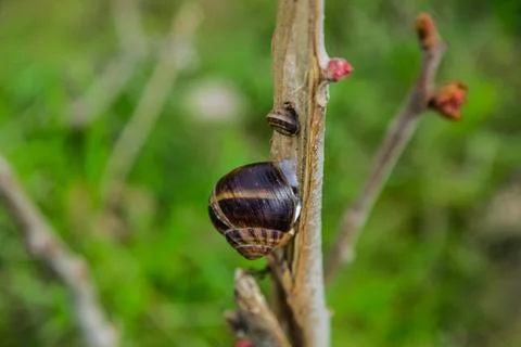 A large snail and a small one are hanging on a tree, the background is blurred. Stock Photos
