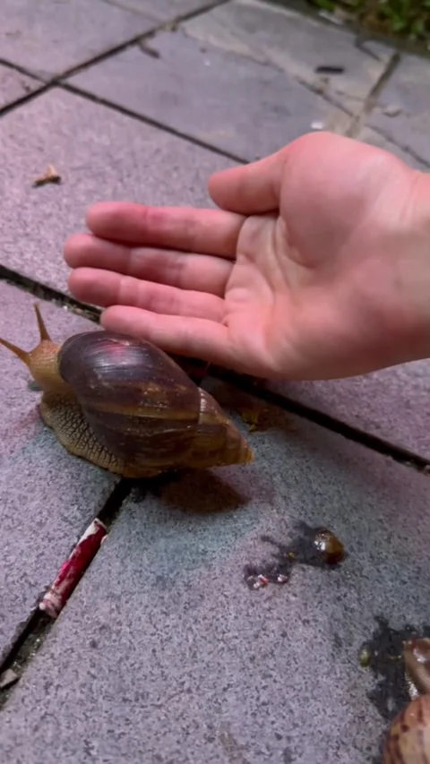Large Snail on Asphalt Compared to Human Hand Size Close Up Vídeos de archivo 331001965