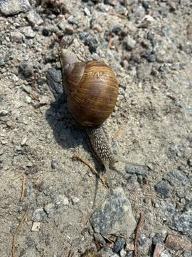 Large snail crawling on bare soil ground in Alexandria park Stock Photos