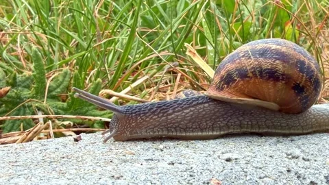 Large snail crawling on concrete surface near green grass. Close up Stock Footage 336339623
