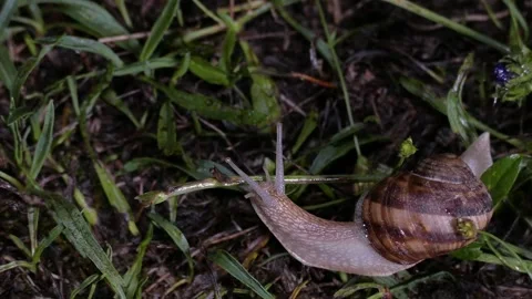 A large snail crawling on damp grass in low light Stock Footage 295755241